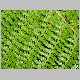 Athyrium microphyllum.jpg